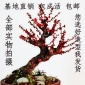 原生**花盆景老桩 **腊梅 绿梅 朱砂梅树苗盆栽绿植 耐寒花卉
