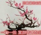 实物原生**花盆景老树桩朱砂梅 腊梅耐寒室内开花盆栽树苗